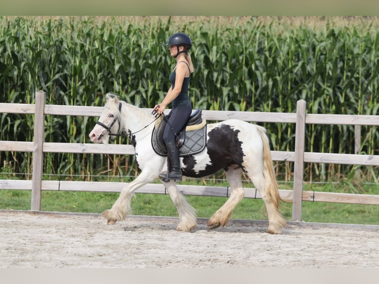 Tinker Jument 4 Ans 129 cm Pinto in Bogaarden