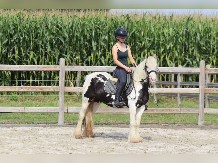 Tinker Jument 4 Ans 129 cm Pinto in Bogaarden