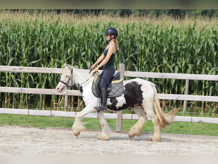 Tinker Jument 4 Ans 129 cm Pinto in Bogaarden