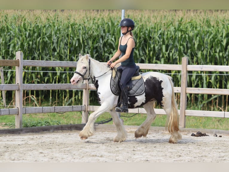 Tinker Jument 4 Ans 129 cm Pinto in Bogaarden