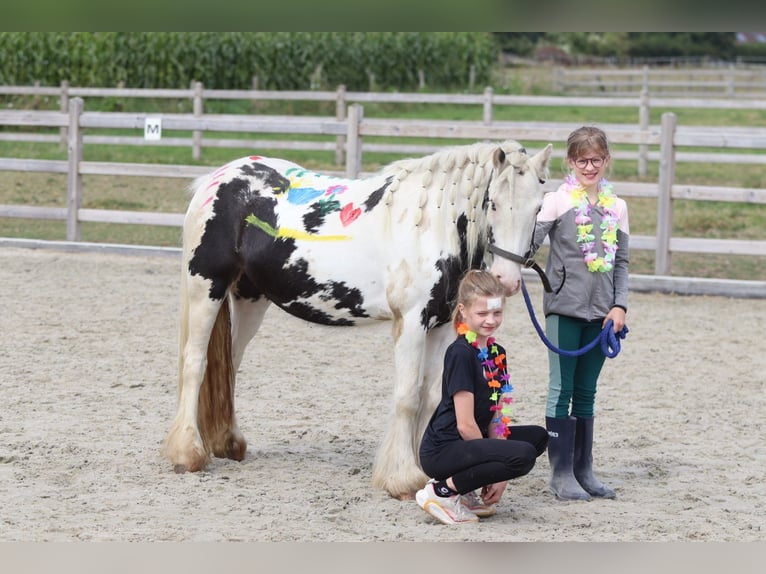 Tinker Jument 4 Ans 129 cm Pinto in Bogaarden