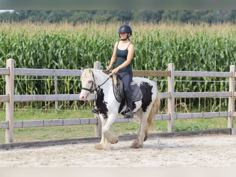 Tinker Jument 4 Ans 129 cm Pinto in Bogaarden