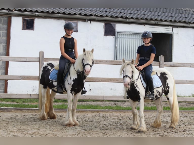 Tinker Jument 4 Ans 129 cm Pinto in Bogaarden