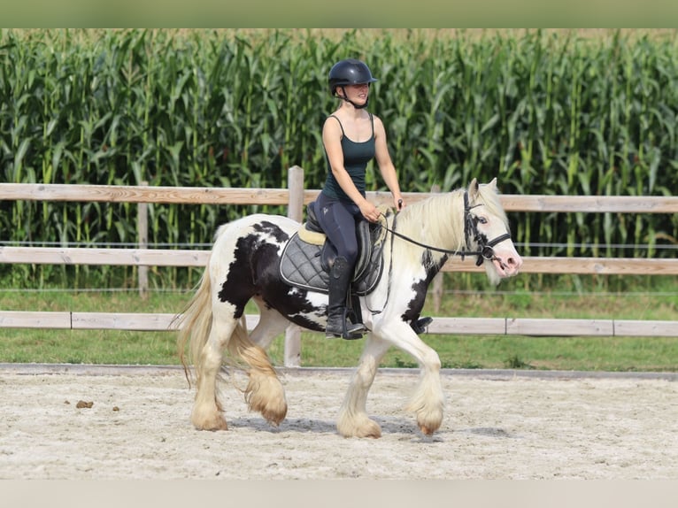 Tinker Jument 4 Ans 129 cm Pinto in Bogaarden