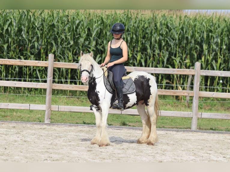 Tinker Jument 4 Ans 129 cm Pinto in Bogaarden