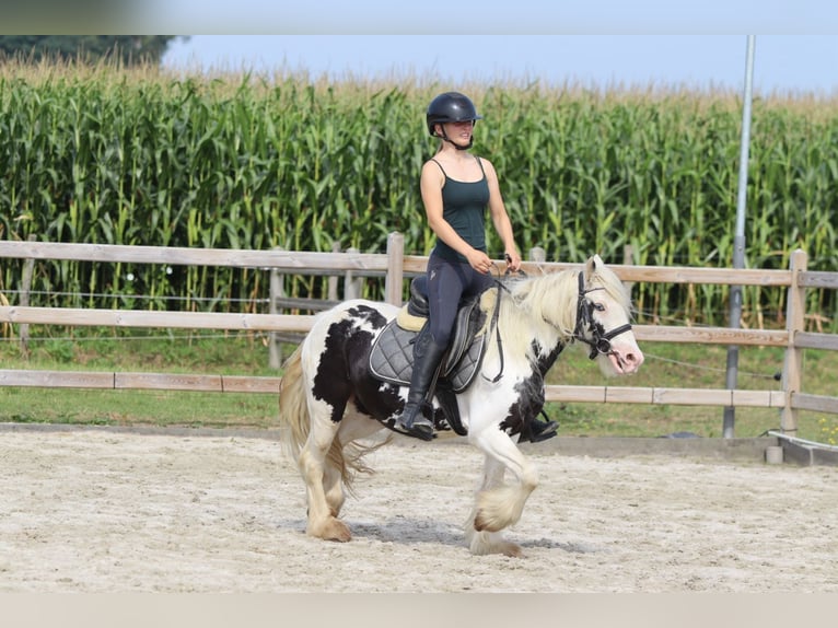 Tinker Jument 4 Ans 129 cm Pinto in Bogaarden