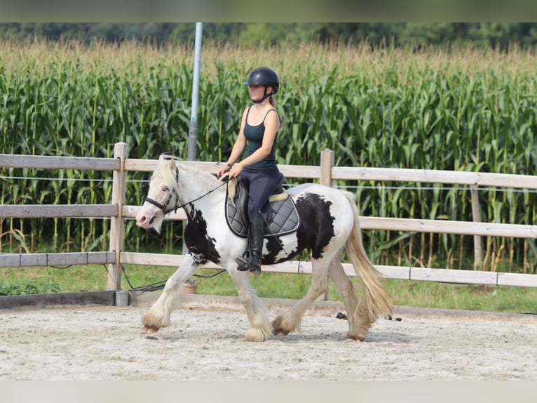 Tinker Jument 4 Ans 129 cm Pinto in Bogaarden