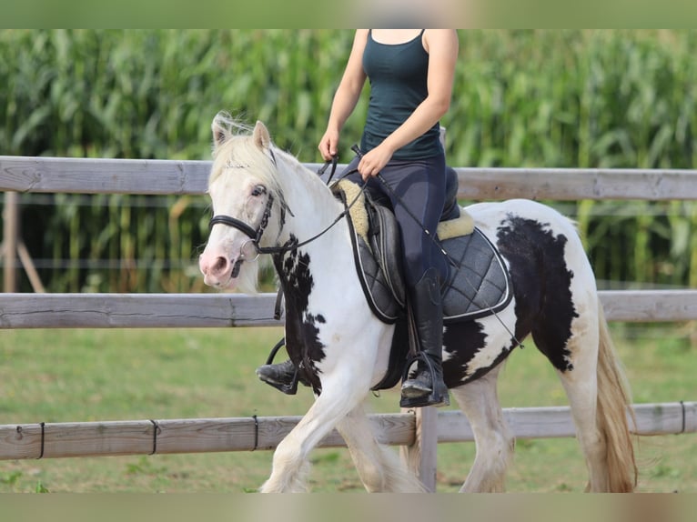 Tinker Jument 4 Ans 129 cm Pinto in Bogaarden