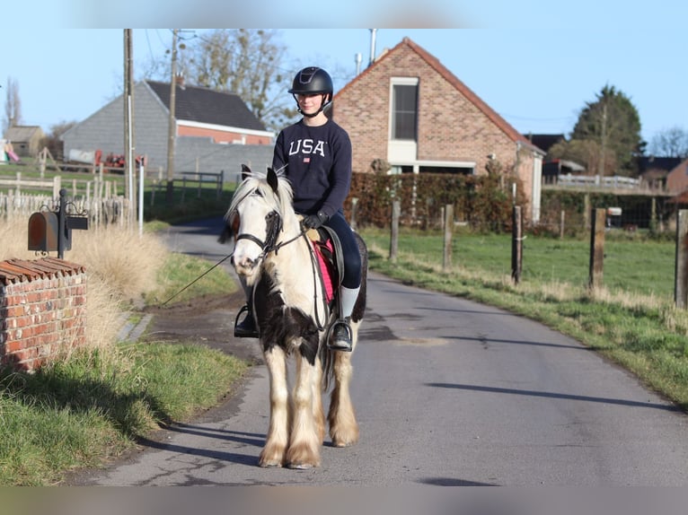 Tinker Jument 4 Ans 130 cm Pinto in Bogaarden