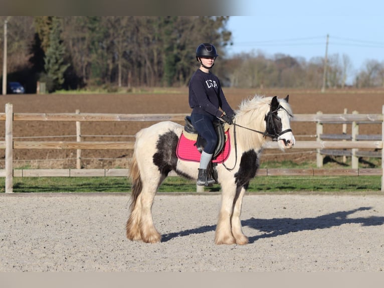 Tinker Jument 4 Ans 130 cm Pinto in Bogaarden