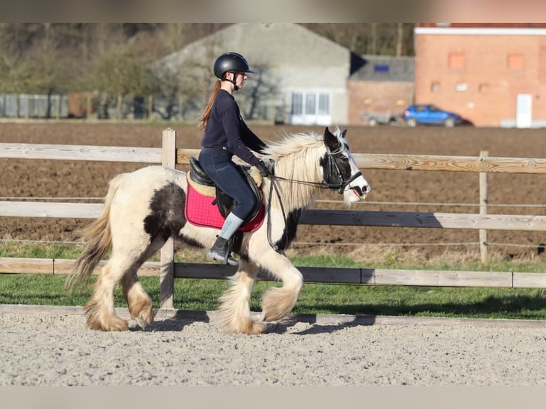 Tinker Jument 4 Ans 130 cm Pinto in Bogaarden