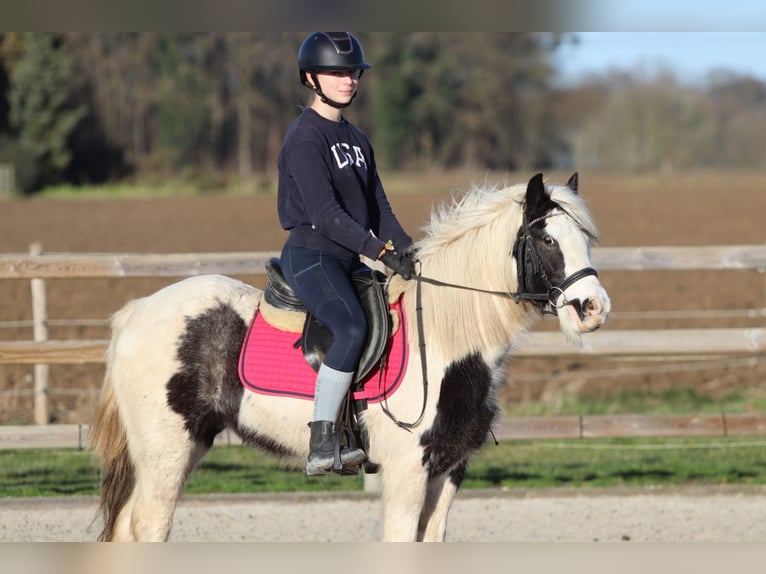 Tinker Jument 4 Ans 130 cm Pinto in Bogaarden