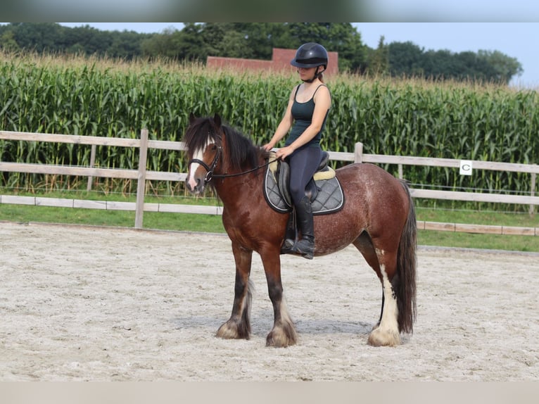 Tinker Jument 4 Ans 130 cm Roan-Bay in Bogaarden