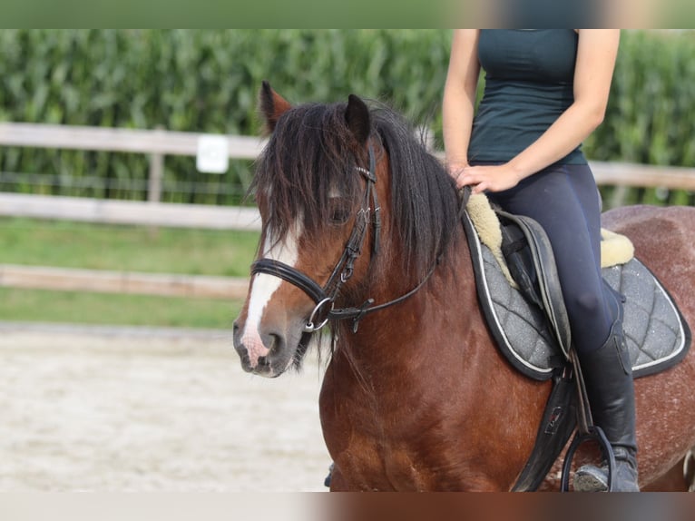 Tinker Jument 4 Ans 130 cm Roan-Bay in Bogaarden
