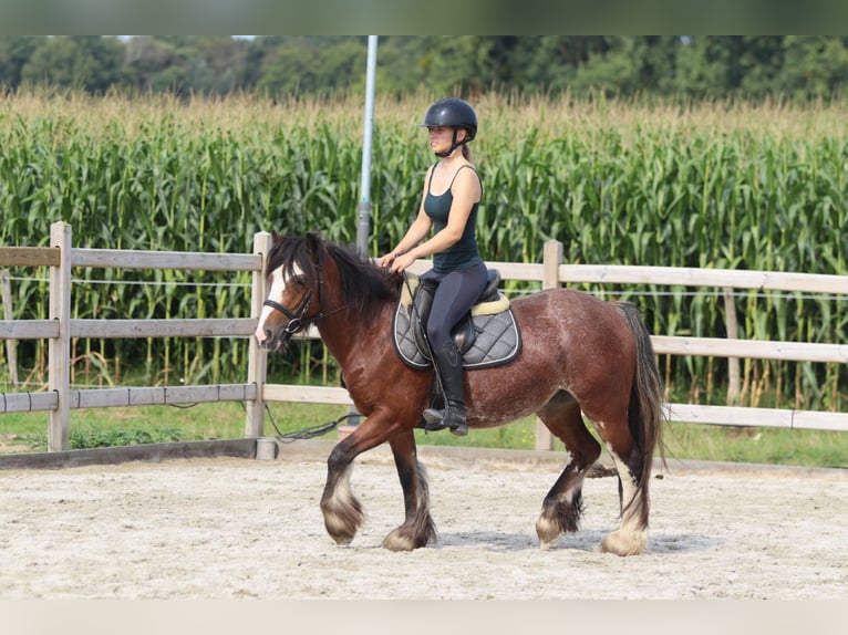Tinker Jument 4 Ans 130 cm Roan-Bay in Bogaarden