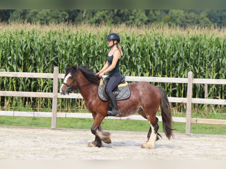 Tinker Jument 4 Ans 130 cm Roan-Bay in Bogaarden