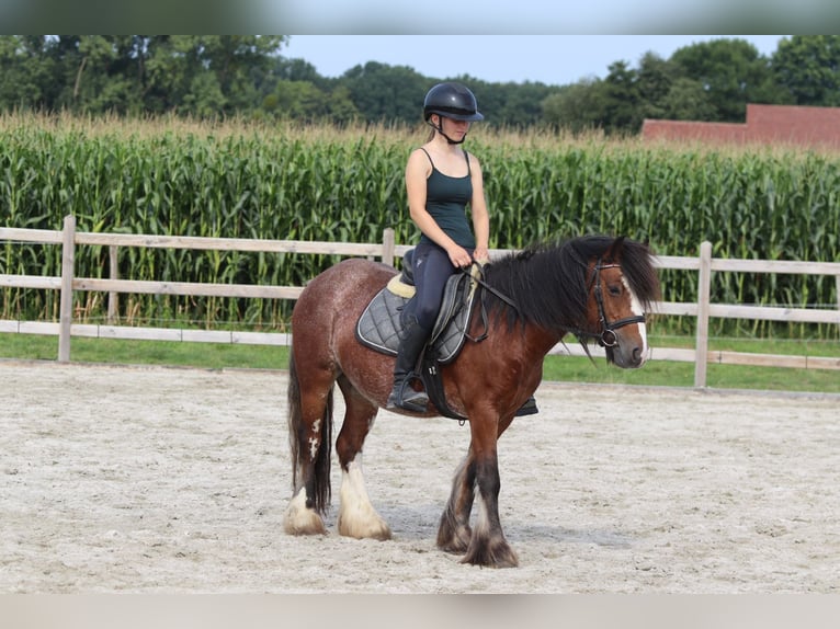 Tinker Jument 4 Ans 130 cm Roan-Bay in Bogaarden