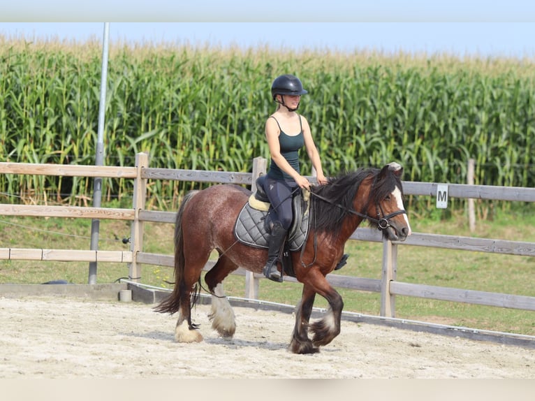 Tinker Jument 4 Ans 130 cm Roan-Bay in Bogaarden