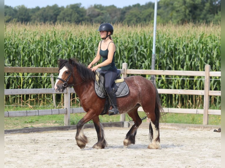 Tinker Jument 4 Ans 130 cm Roan-Bay in Bogaarden