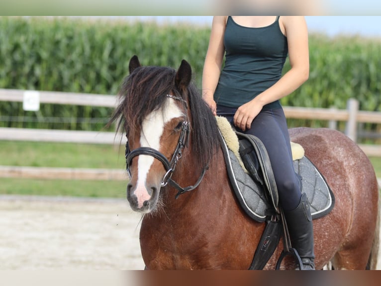 Tinker Jument 4 Ans 130 cm Roan-Bay in Bogaarden