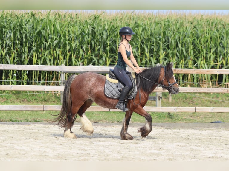 Tinker Jument 4 Ans 130 cm Roan-Bay in Bogaarden