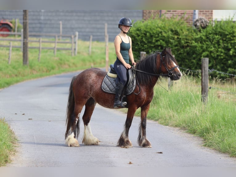 Tinker Jument 4 Ans 130 cm Roan-Bay in Bogaarden
