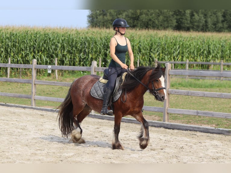 Tinker Jument 4 Ans 130 cm Roan-Bay in Bogaarden