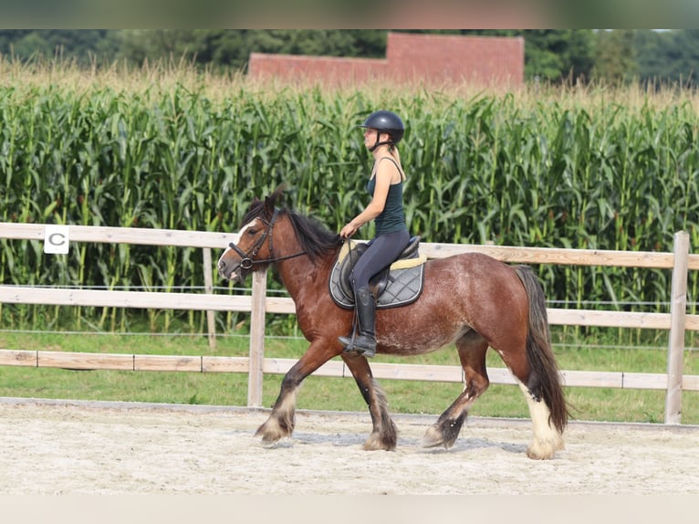 Tinker Jument 4 Ans 130 cm Roan-Bay in Bogaarden