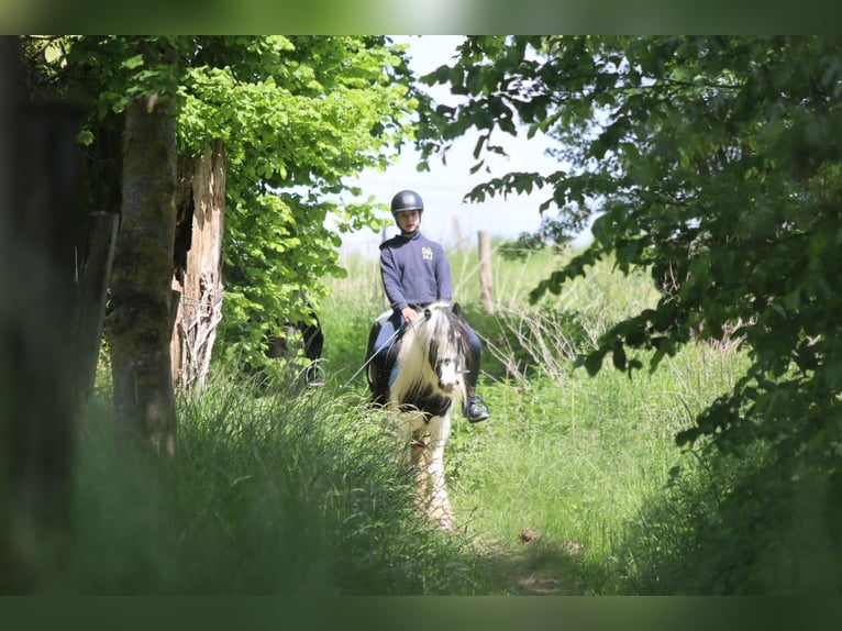 Tinker Jument 4 Ans 132 cm Pinto in Bogaarden