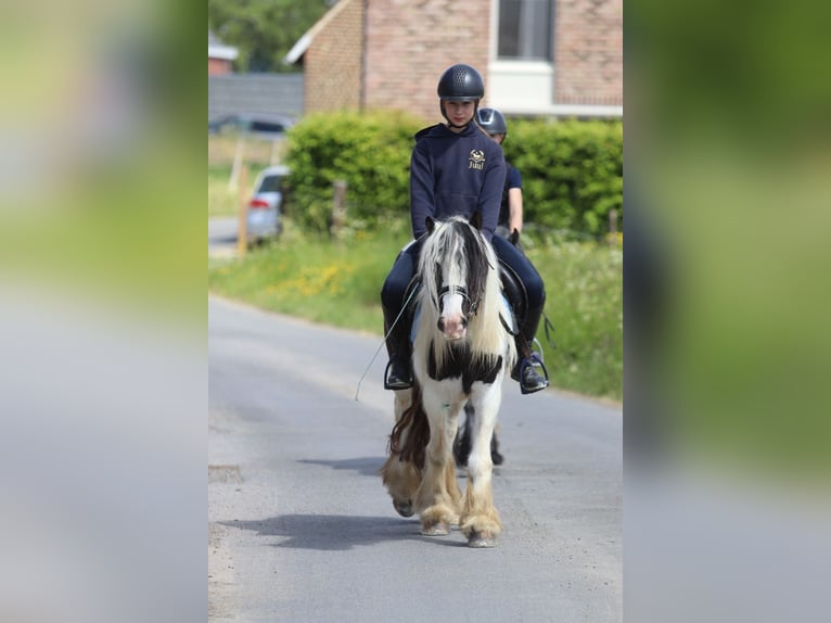 Tinker Jument 4 Ans 132 cm Pinto in Bogaarden