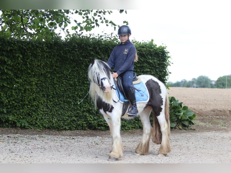 Tinker Jument 4 Ans 132 cm Pinto in Bogaarden