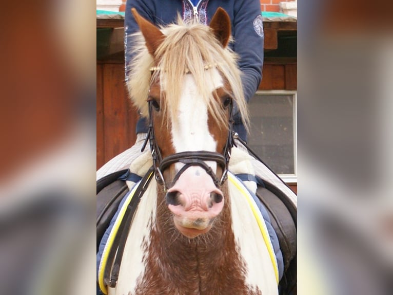 Tinker Jument 4 Ans 132 cm Pinto in Velpke