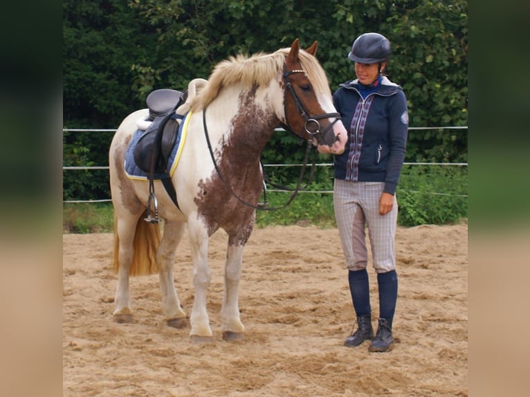 Tinker Jument 4 Ans 132 cm Pinto in Velpke