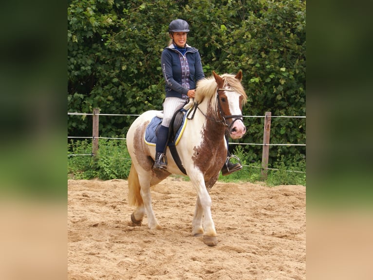 Tinker Jument 4 Ans 132 cm Pinto in Velpke