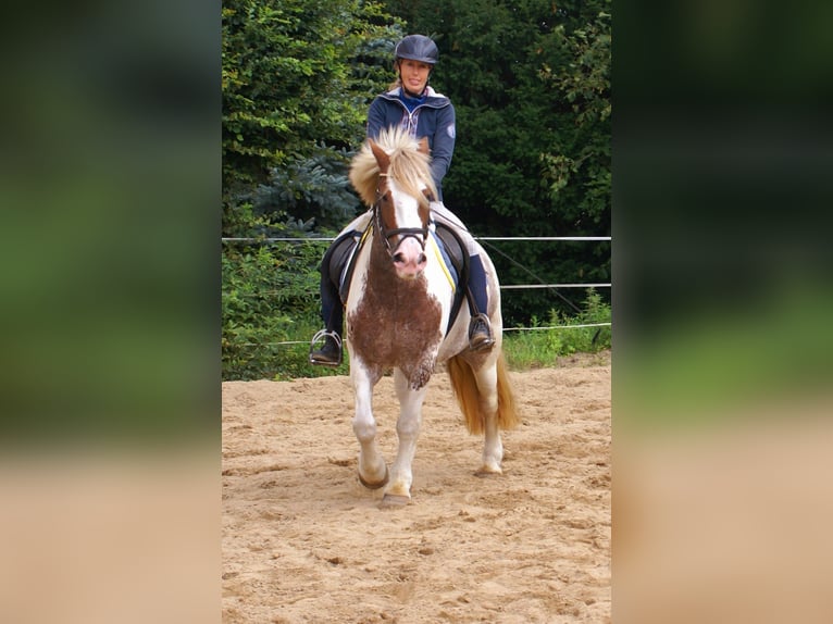Tinker Jument 4 Ans 132 cm Pinto in Velpke