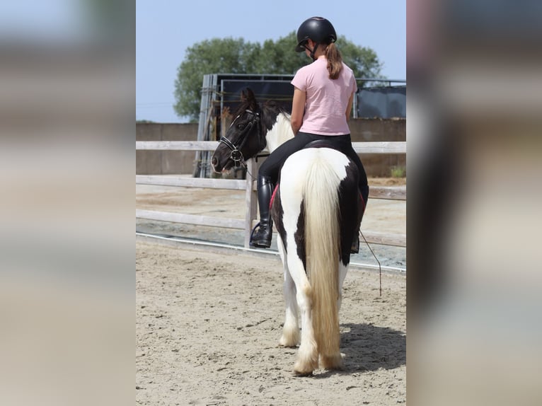 Tinker Jument 4 Ans 132 cm Pinto in Pepingen
