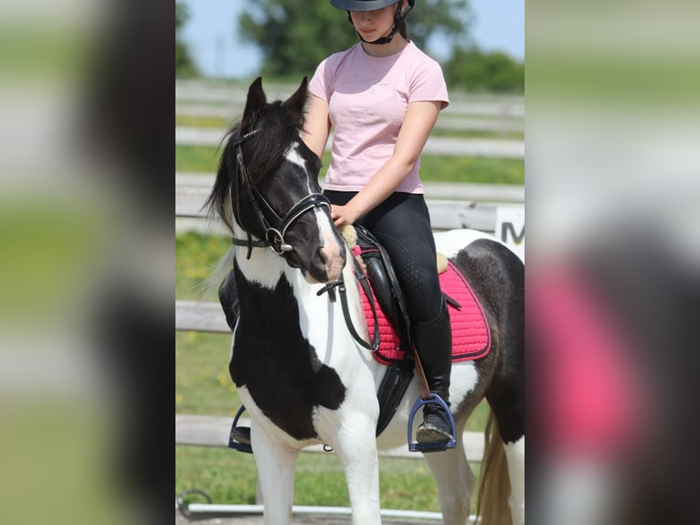 Tinker Jument 4 Ans 132 cm Pinto in Pepingen