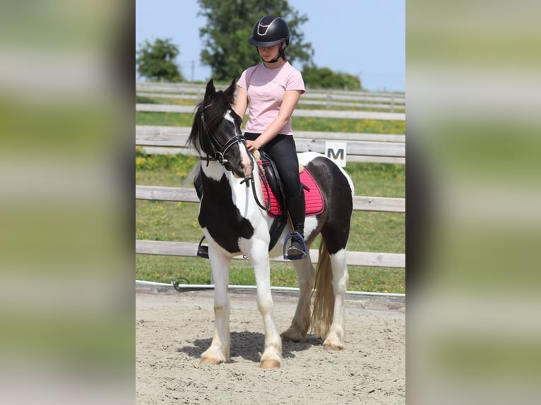 Tinker Jument 4 Ans 132 cm Pinto in Pepingen