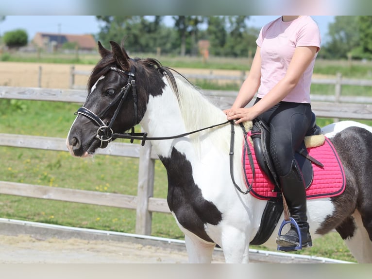 Tinker Jument 4 Ans 132 cm Pinto in Pepingen