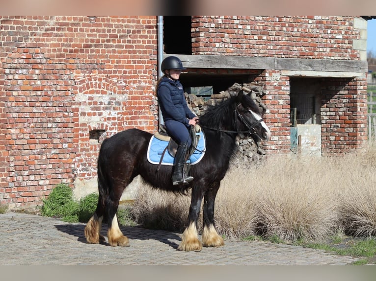 Tinker Jument 4 Ans 133 cm Noir in Pepingen