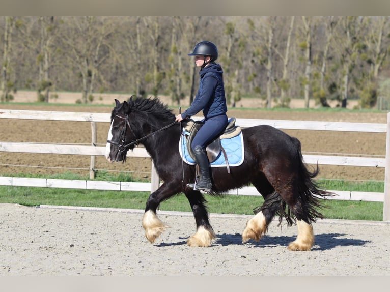 Tinker Jument 4 Ans 133 cm Noir in Pepingen