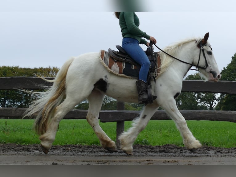 Tinker Jument 4 Ans 137 cm Pinto in Lathen