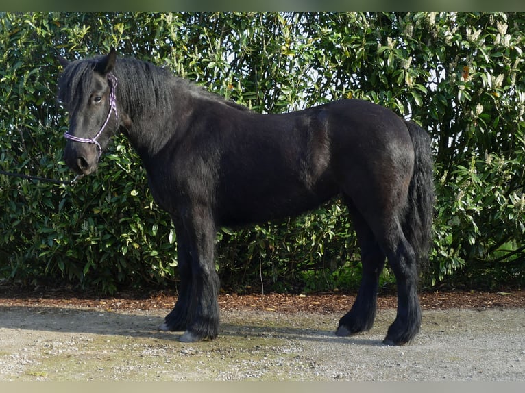 Tinker Jument 4 Ans 138 cm Noir in Lathen