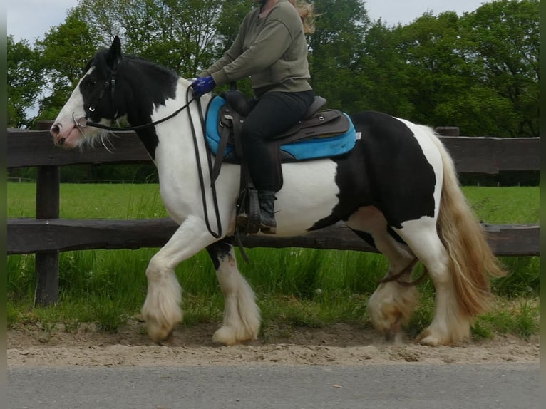 Tinker Jument 4 Ans 139 cm Pinto in Lathen