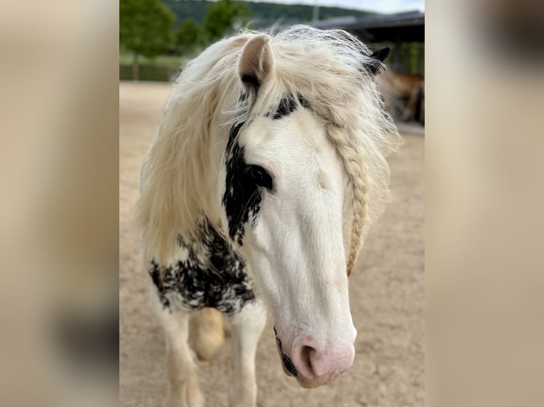Tinker Jument 4 Ans 140 cm Pinto in Kranichfeld