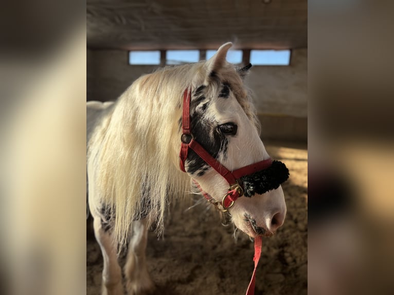 Tinker Jument 4 Ans 140 cm Pinto in Kranichfeld
