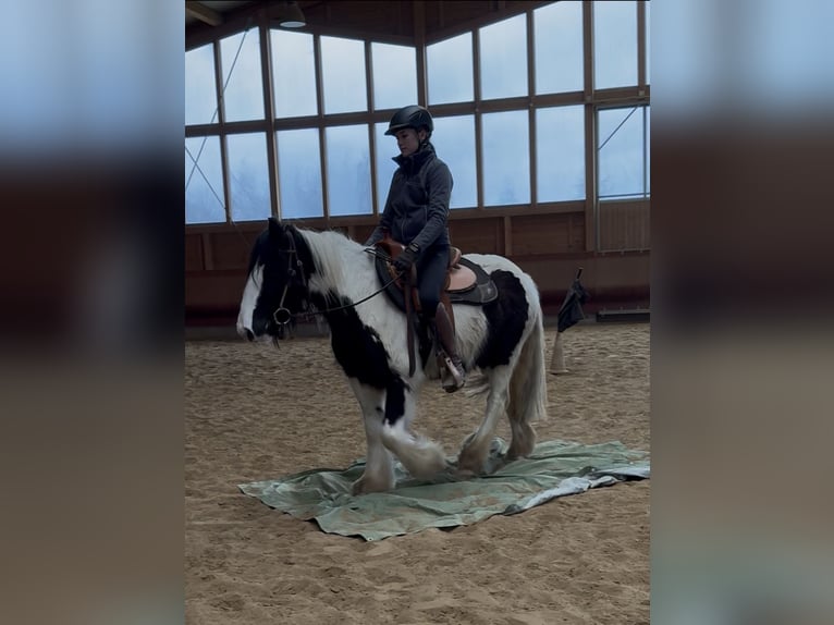 Tinker Jument 4 Ans 143 cm Pinto in Achstetten