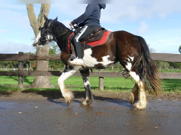 Tinker Jument 4 Ans 144 cm Pinto in Lathen