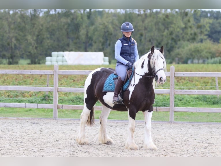 Tinker Jument 4 Ans 144 cm Pinto in Pepingen