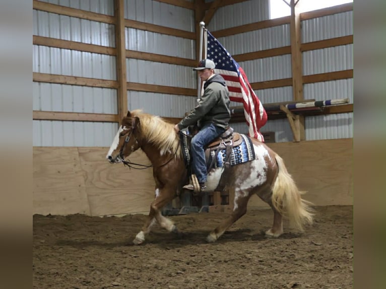 Tinker Jument 4 Ans 145 cm Pinto in Howell